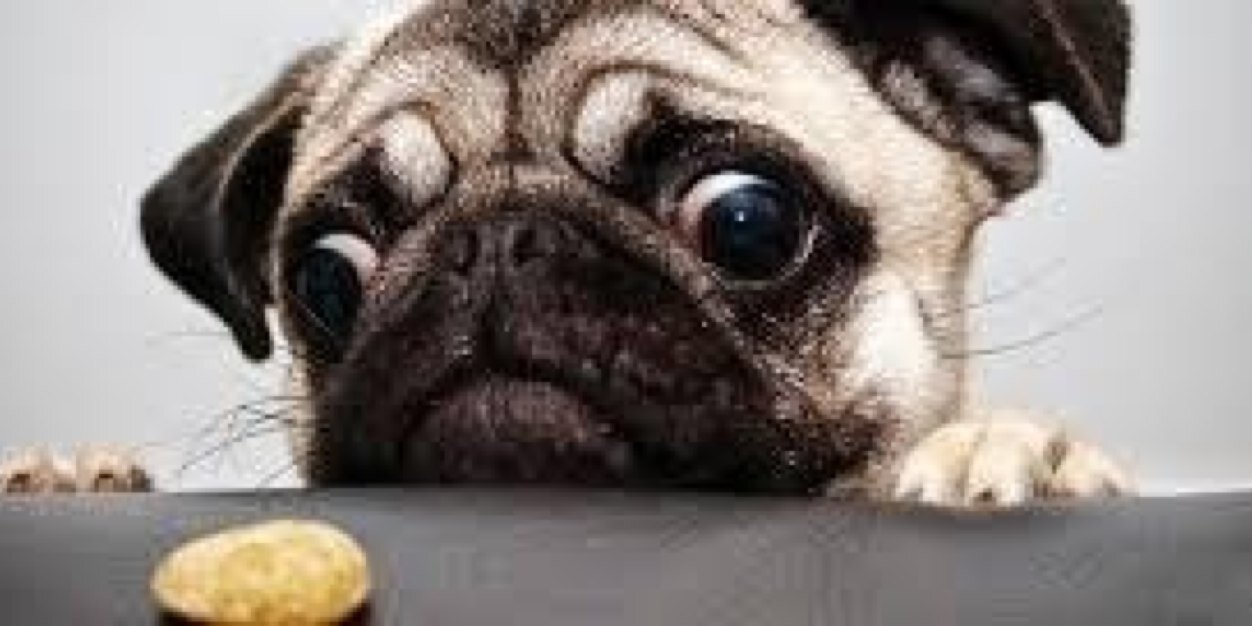 kris devine (toph) banner