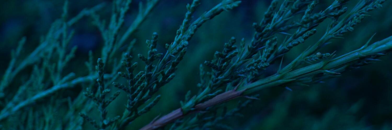 chillalee banner