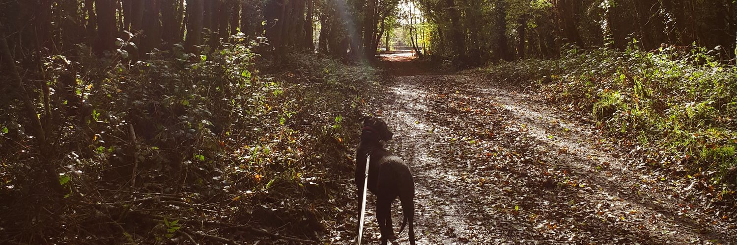 Frances Nally banner