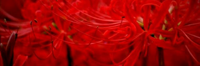 Kyoya______'s profile banner image