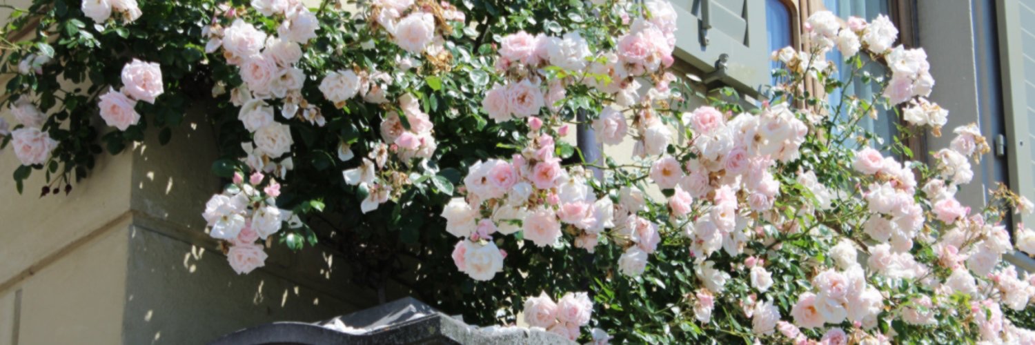 farsamanug's profile banner image