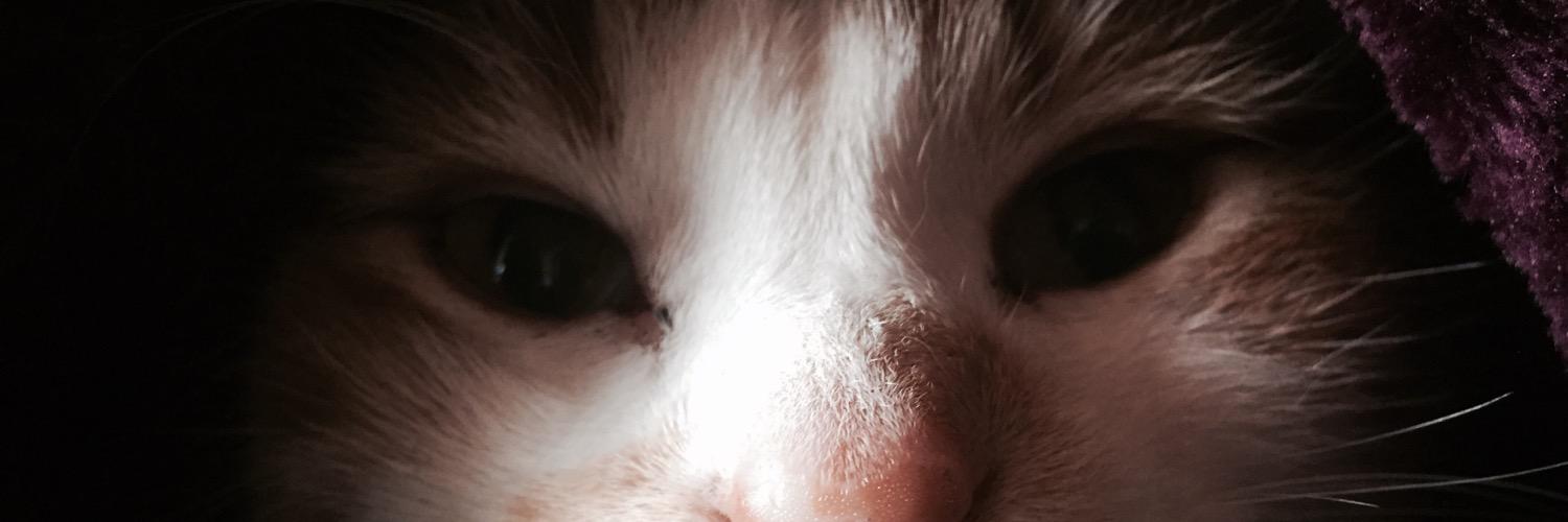 Callanheap's profile banner image