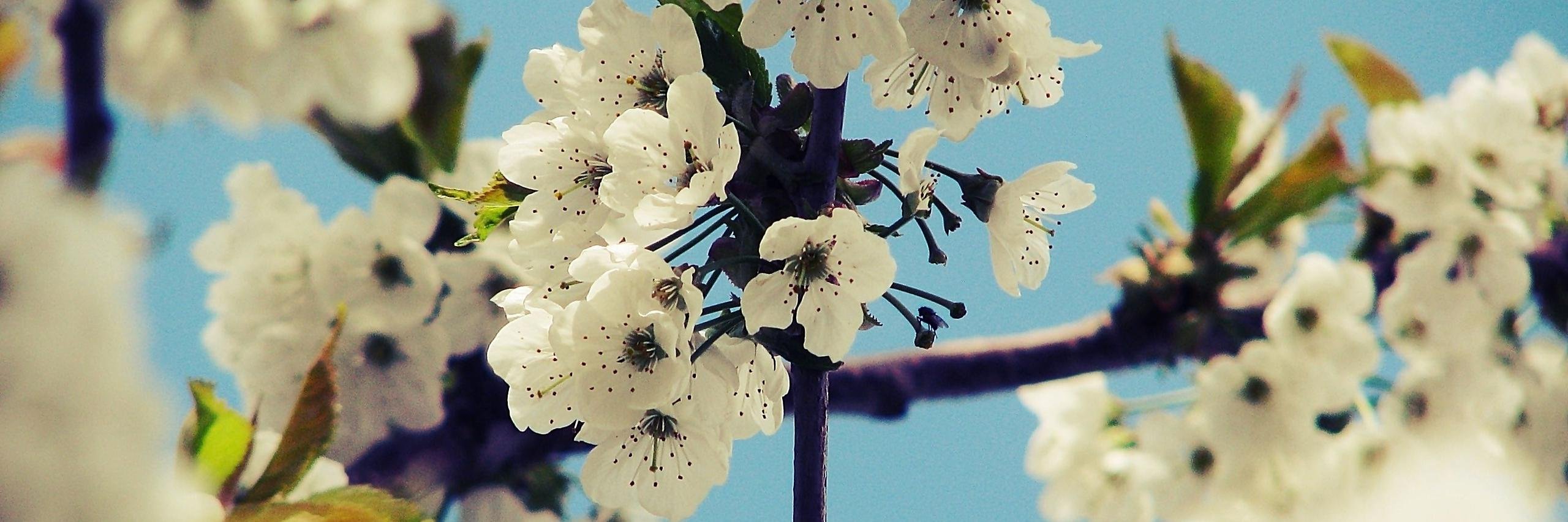 Pernille Thorslund banner