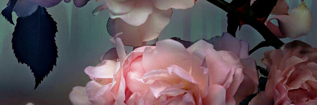 CuteCarma's profile banner image