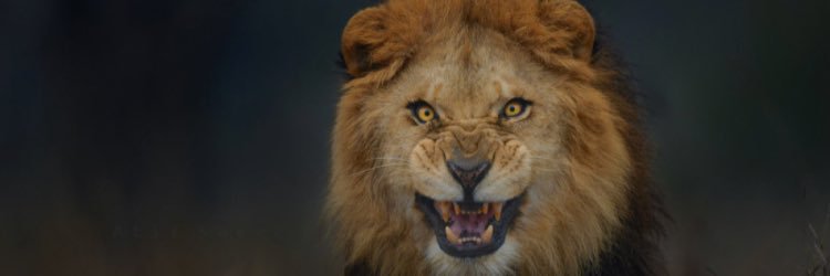 JaWanner20's profile banner image
