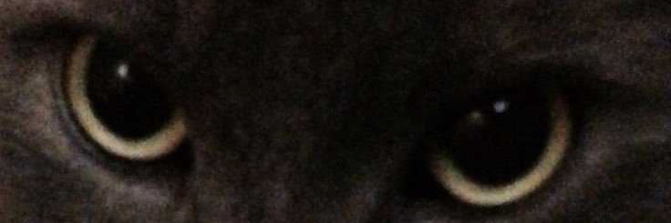 melji__'s profile banner image