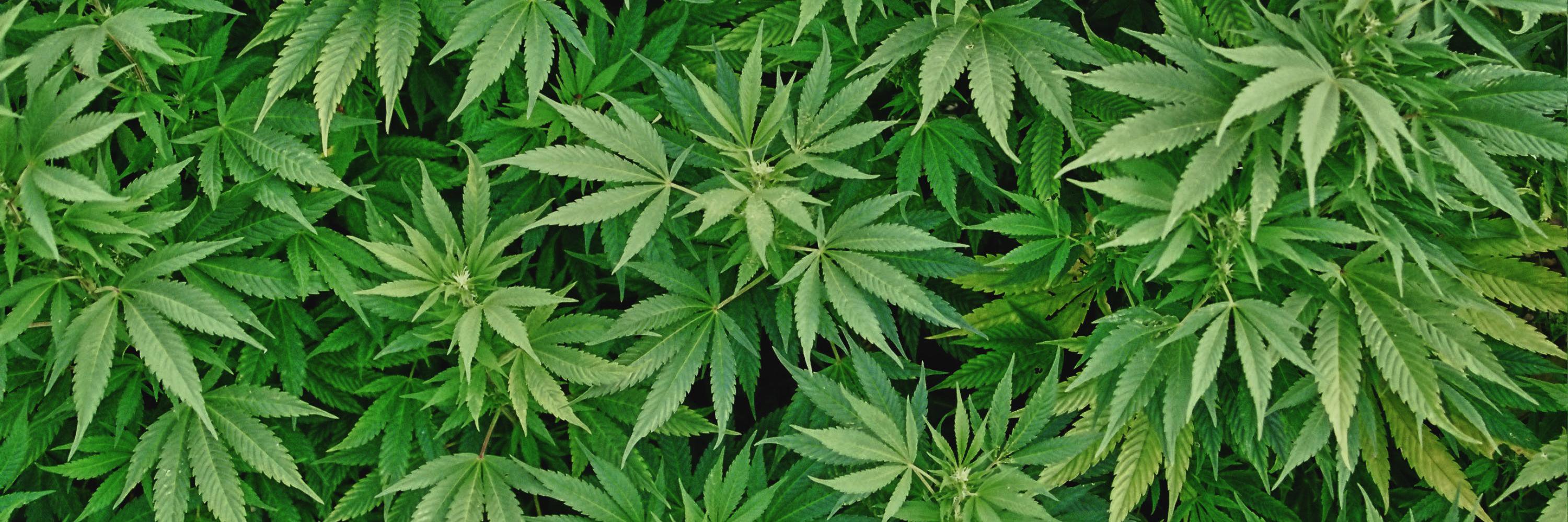 WeedZone101's profile banner image