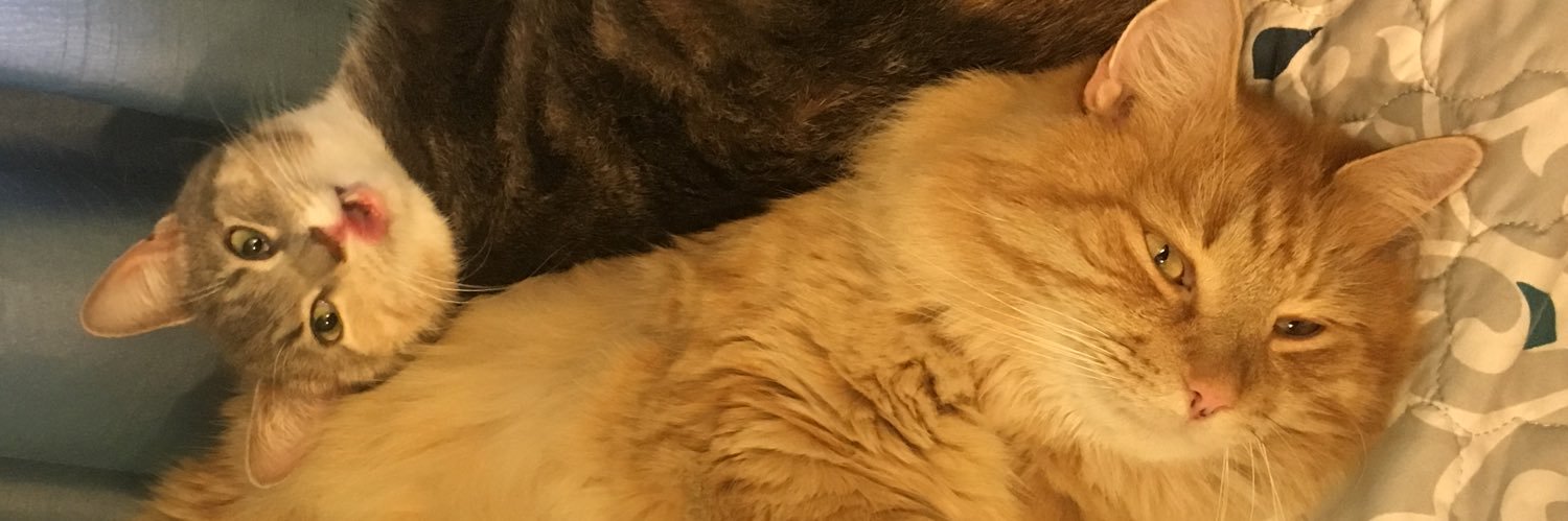 logCampbell's profile banner image
