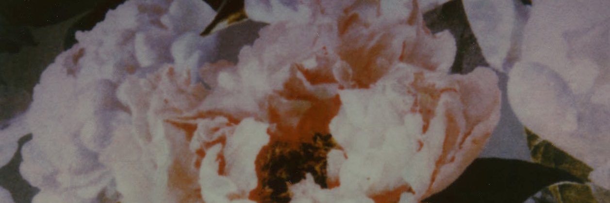 Natalie Chami banner