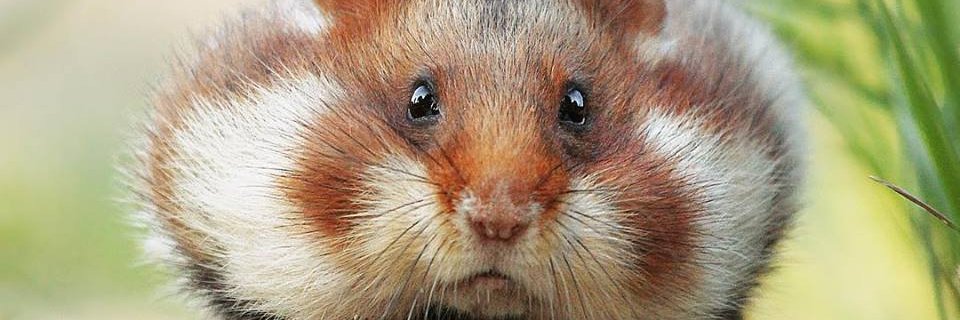 algarrobinac's profile banner image