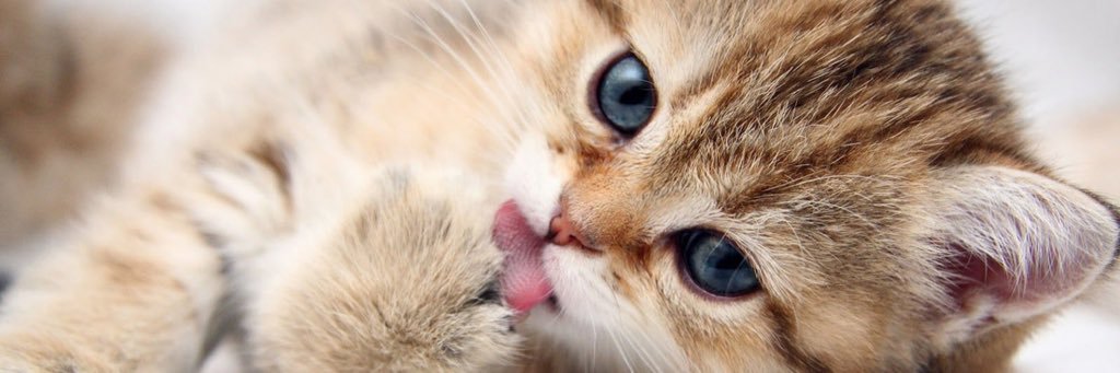 Cats Protection MCR banner