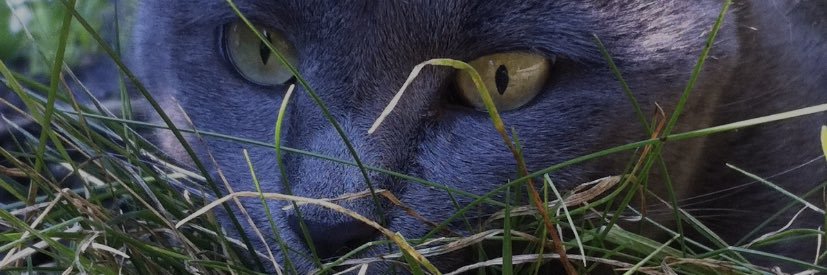 rachelkryc's profile banner image