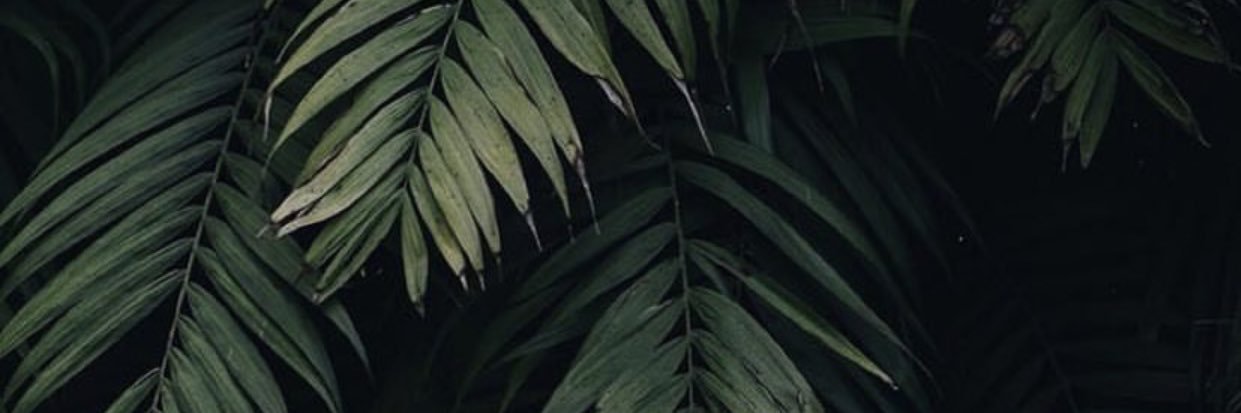 tropny's profile banner image