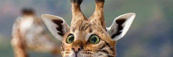 sakibakisakura Profile Banner