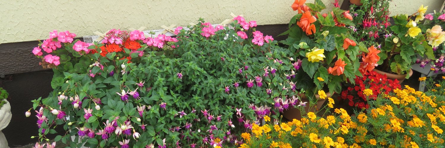 pansy1917's profile banner image