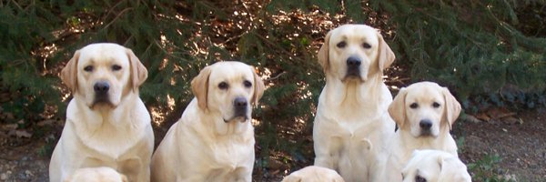 ourgoldenfriend Profile Banner