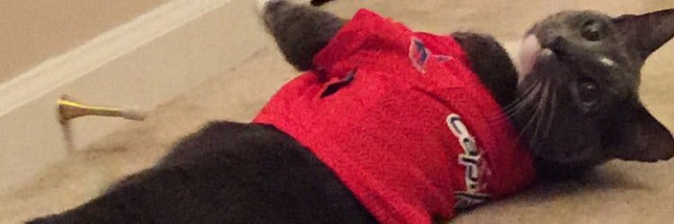 CapsandCats's profile banner image