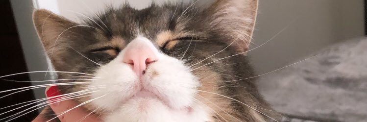 LaineyGeigle's profile banner image
