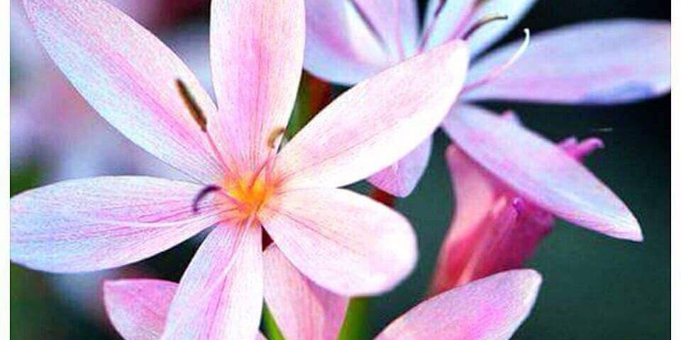 fkader68's profile banner image