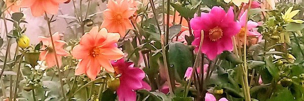 NoFilterAnjali Profile Banner