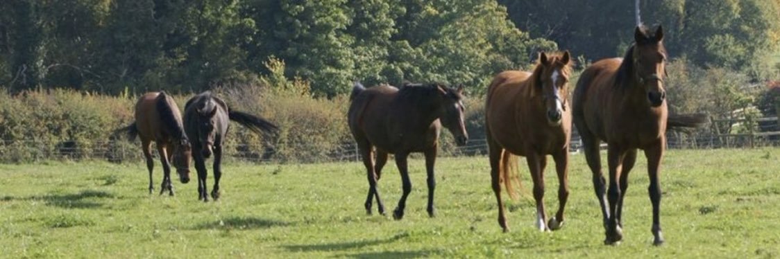 TH_Bloodstock's profile banner image