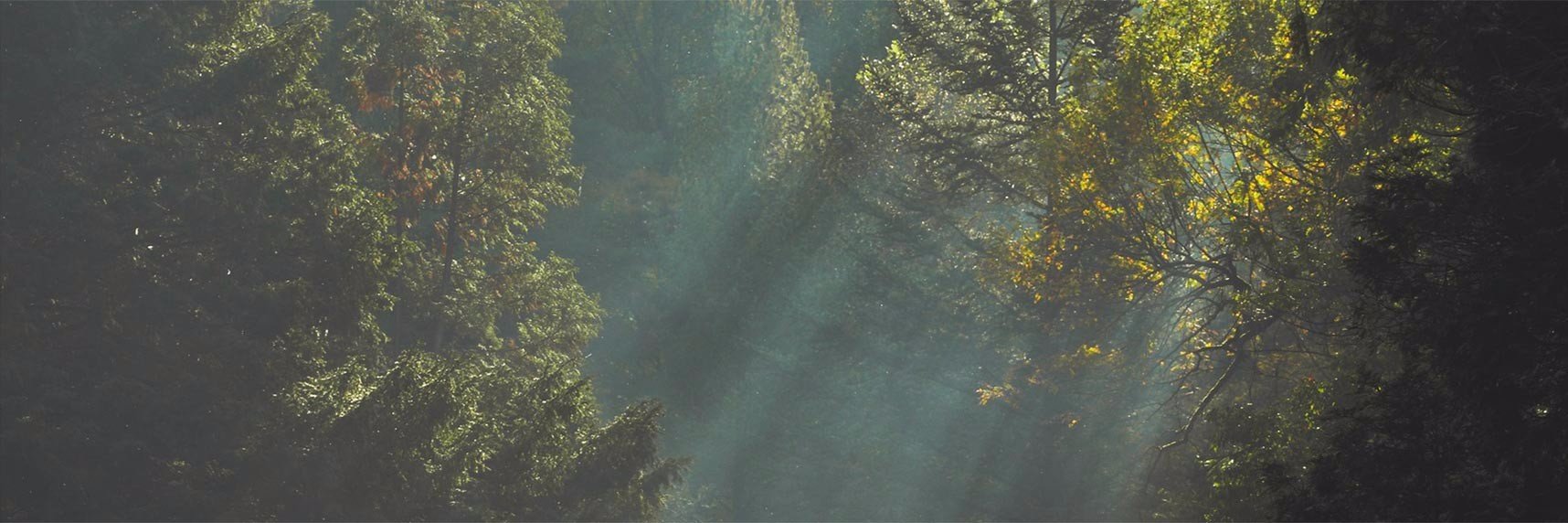 PractitionerSup's profile banner image