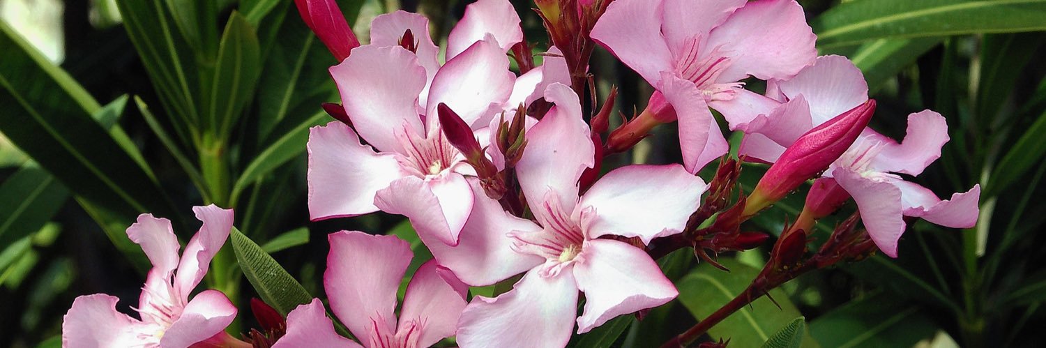cherilyn2911's profile banner image