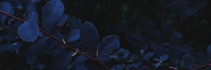 Midnight Blue banner
