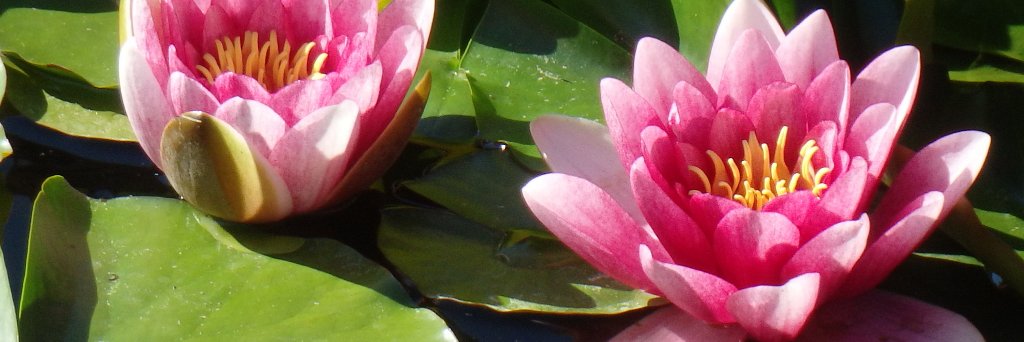 naturaltff's profile banner image