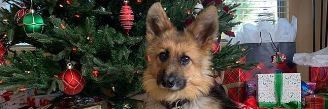 Ranger_Paws's profile banner image