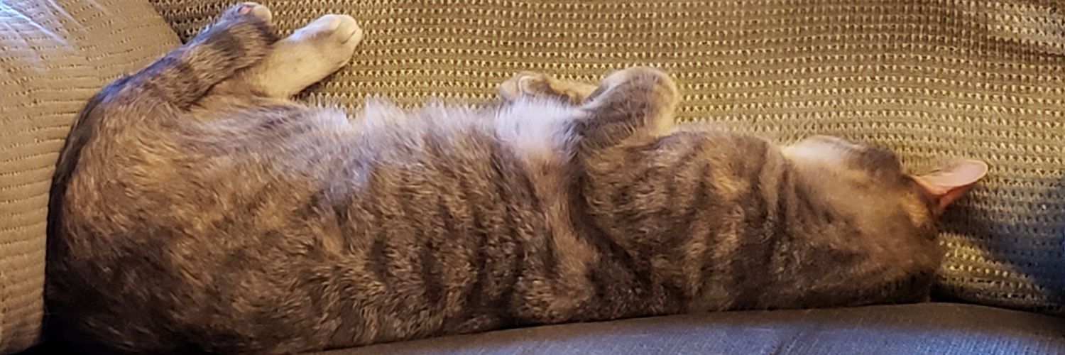 Kat 🐈‍⬛ banner