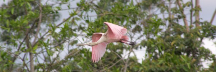 maranguito's profile banner image