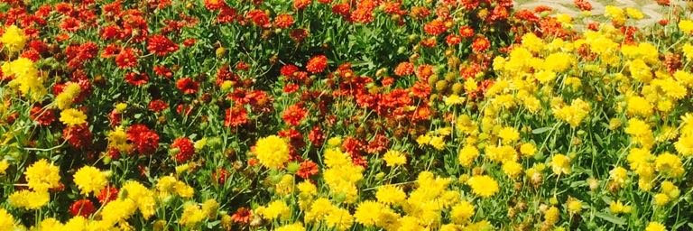 jullie_AS's profile banner image