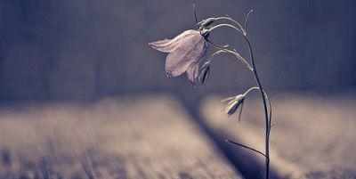 Finn the Human banner