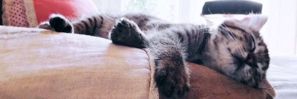 A U S R O M E O 🌱 banner