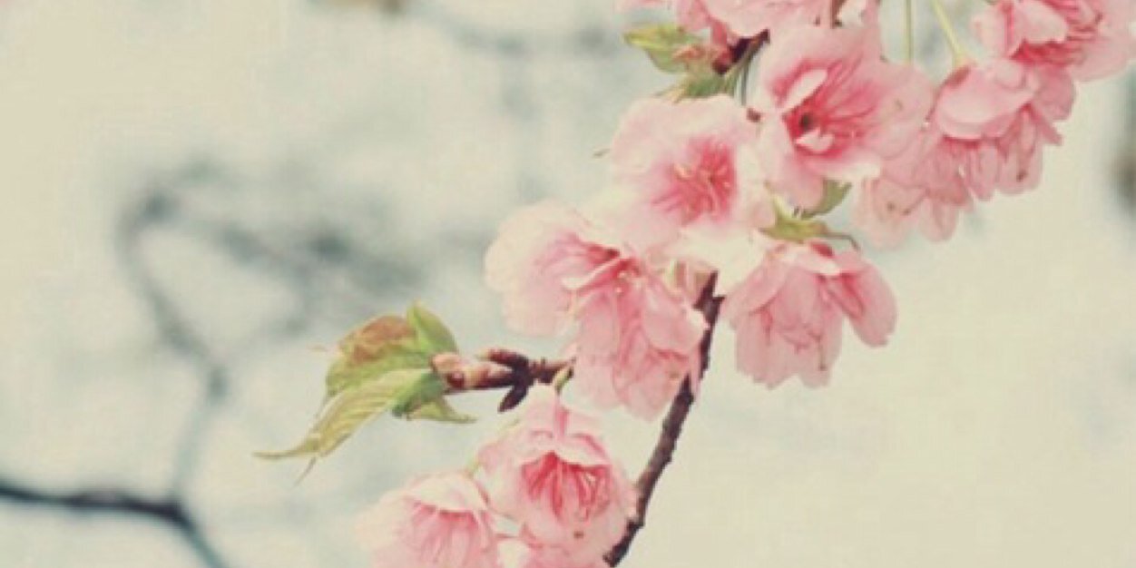 LiefsLisa_'s profile banner image