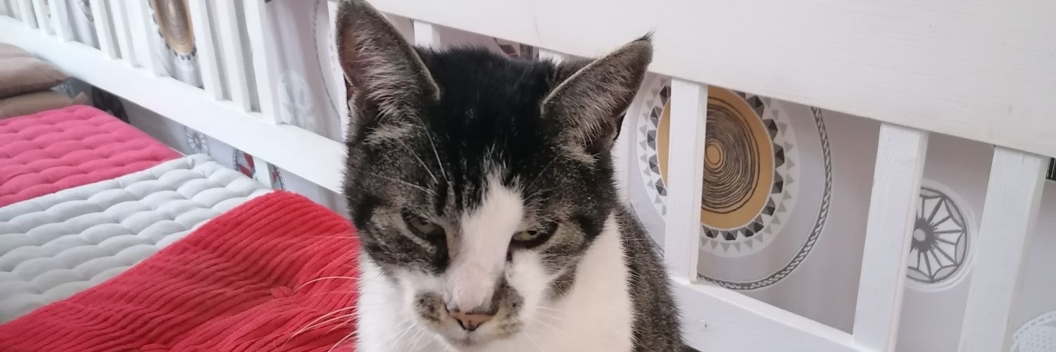 Barschomat's profile banner image