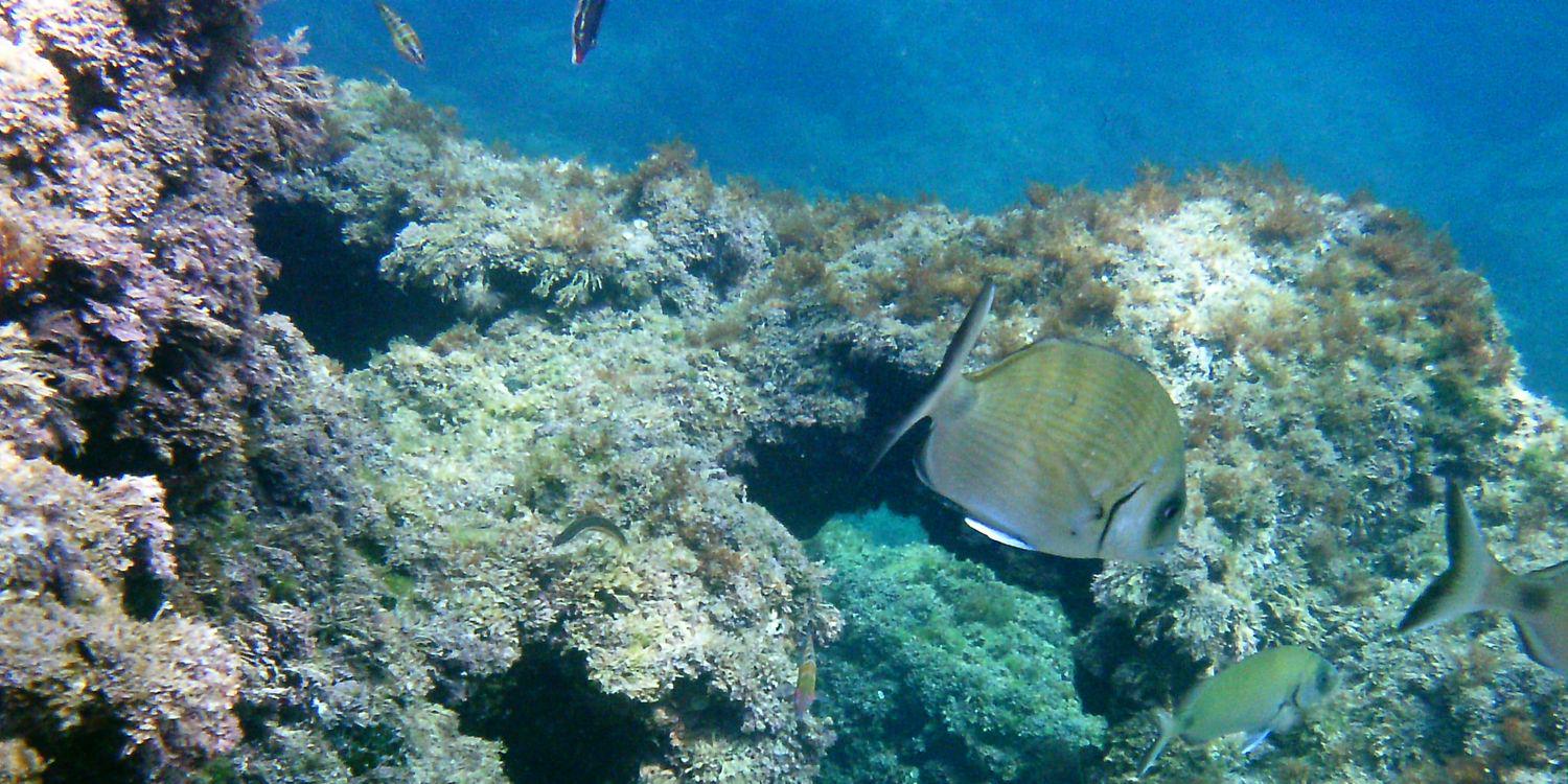 Toni Abellaned banner