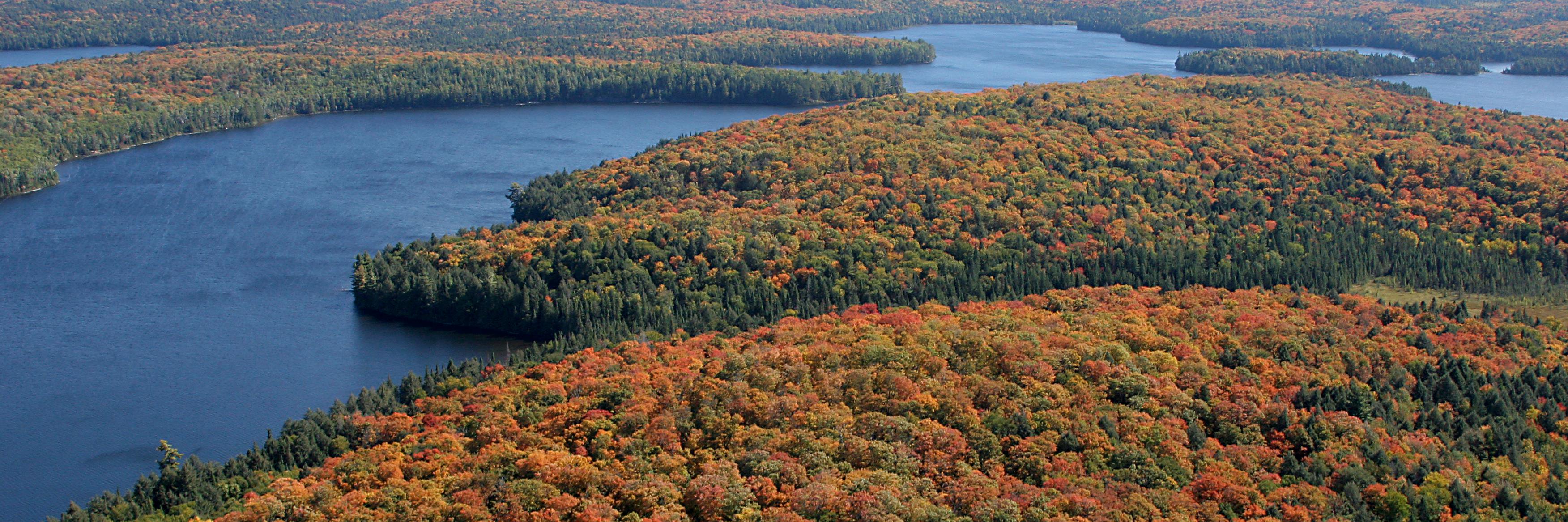 Algonquin Forestry banner