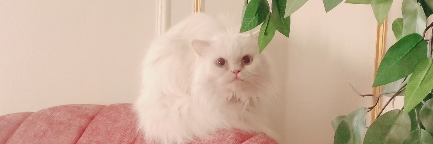 SDoushy's profile banner image