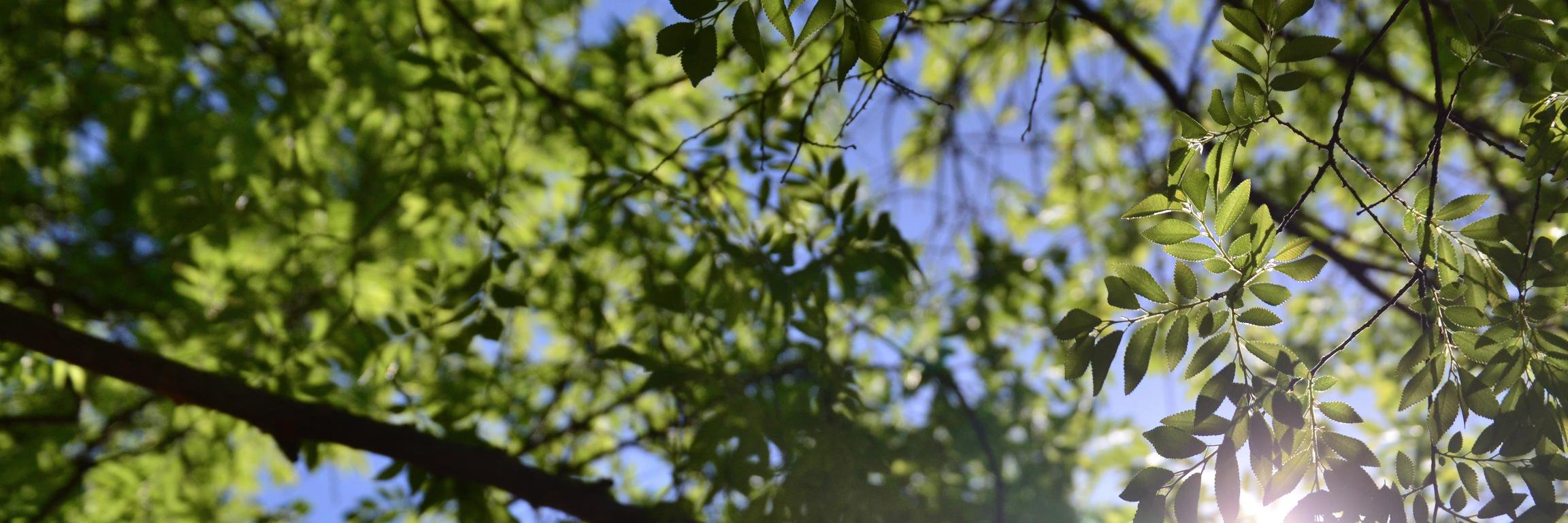 botanythoughts's profile banner image