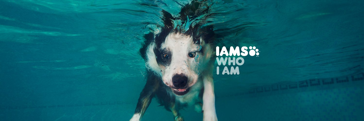 IAMS US banner