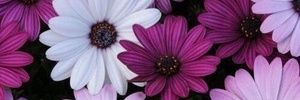 Toshska's profile banner image