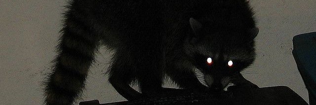 batcatbihh's profile banner image