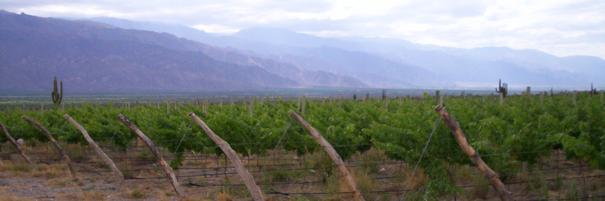 loscardones's profile banner image