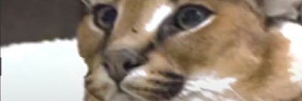 Святослав Нежи Лец banner