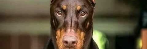 JShaun Collins banner