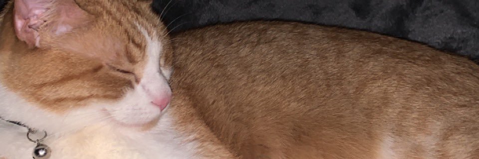 TheFreemizzle's profile banner image
