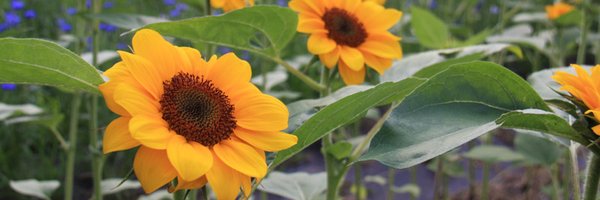 MAFarmMarkets Profile Banner