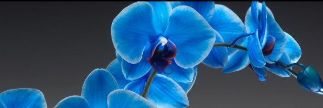 chiara_sandra's profile banner image